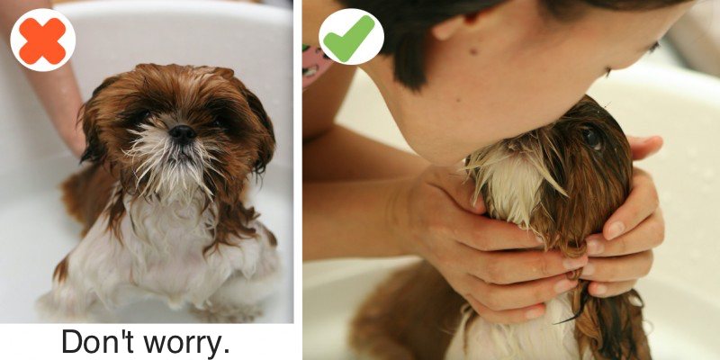 montage photos : chien dans le bain et femme qui fait un bisou au chien dans le bain