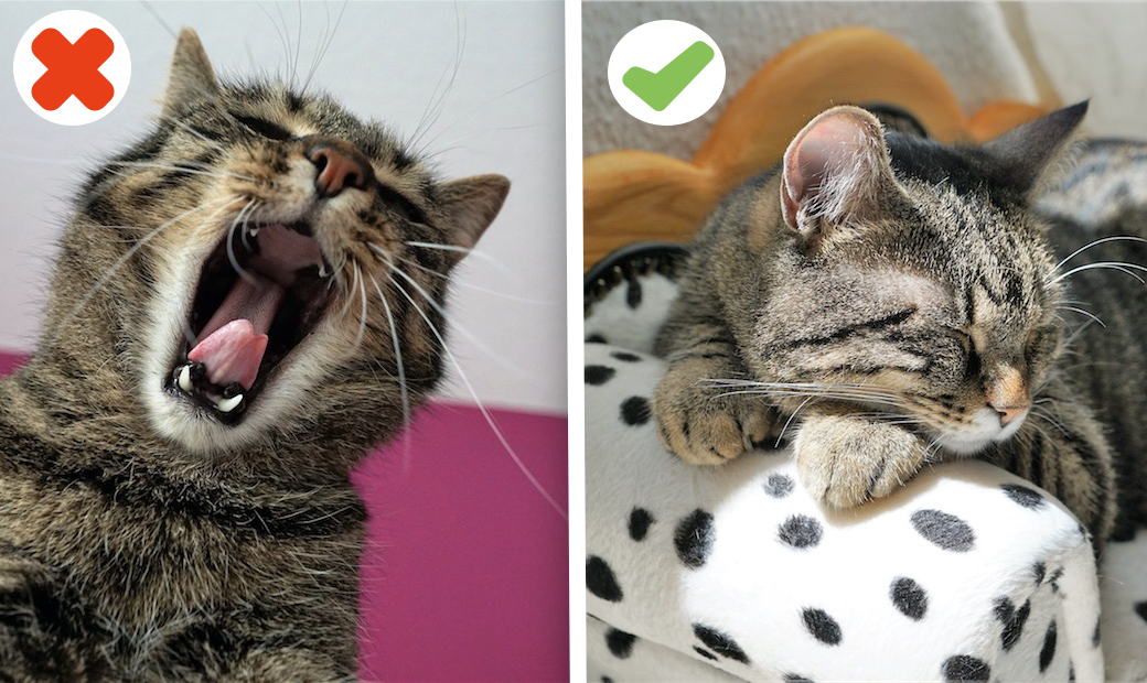montage de photos : à gauche un chat qui baille, à droite, un chat qui dort paisiblement