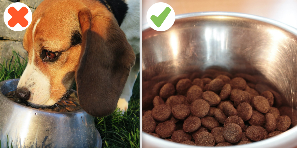 montage photos : chien qui mange sur une photo, sur l'autre une gamelle remplie de croquettes