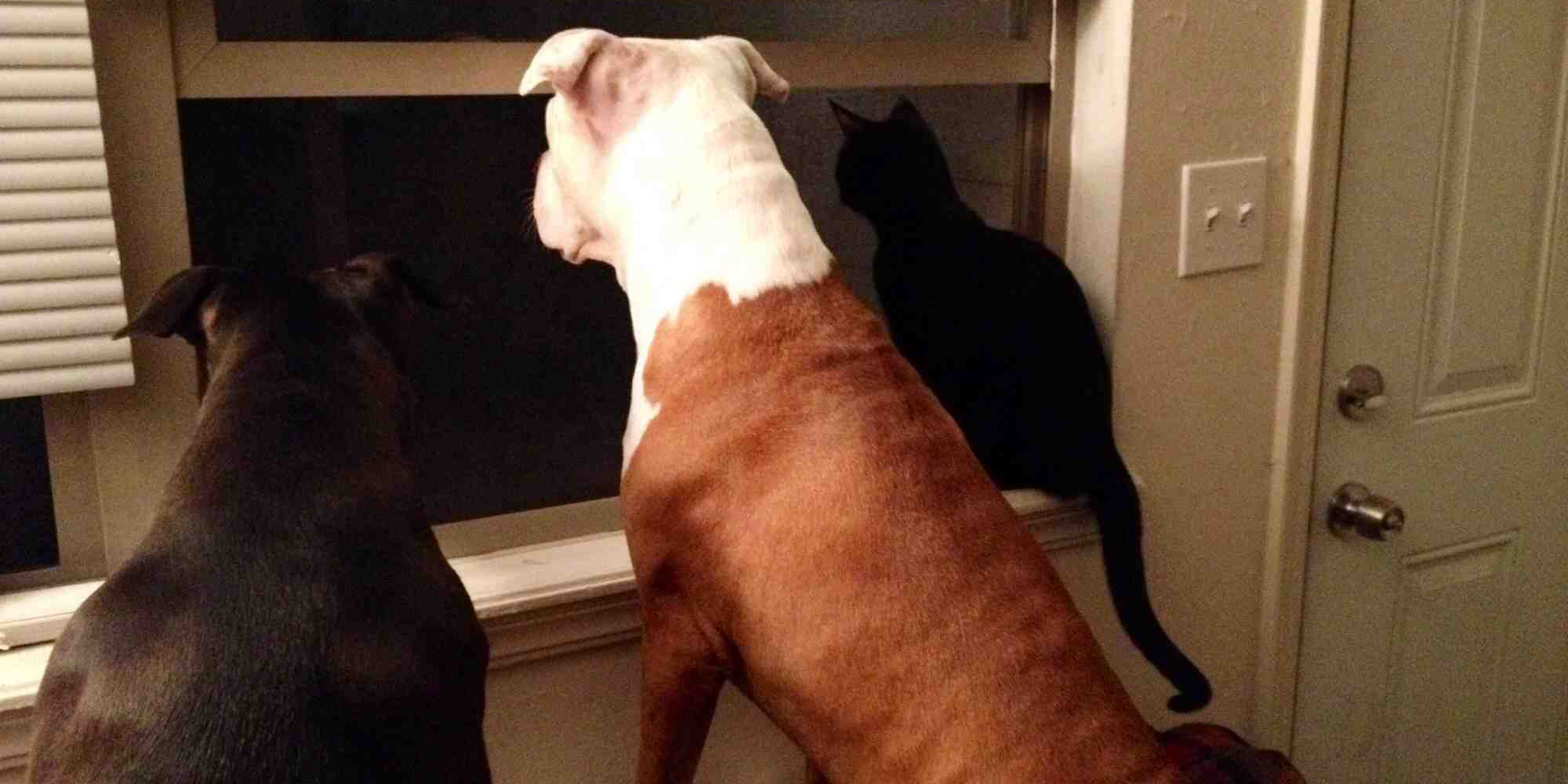 trois chiens qui attendent et regardent par la fenêtre