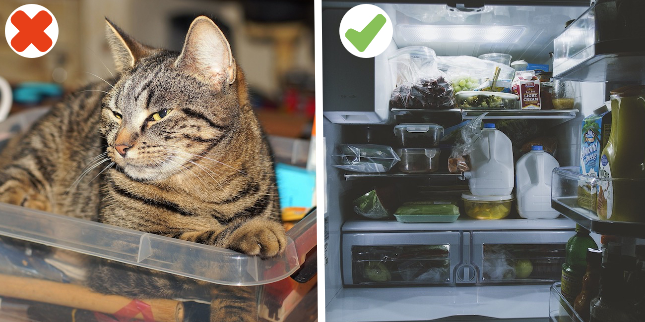 montage photos : sur une photo, un chat couché, sur l'autre, l'intérieur d'un frigo