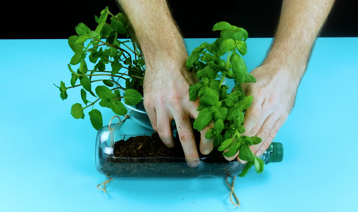 Planter les herbes aromatiques dans les bouteilles en plastique