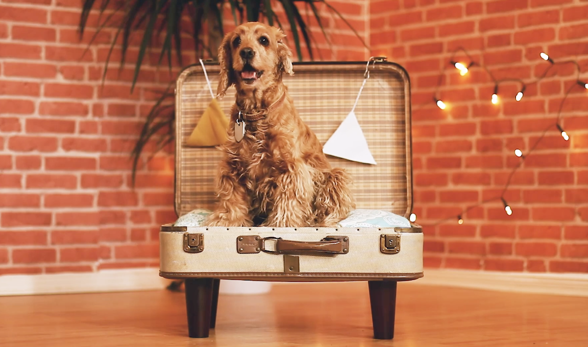 chien dans un panier fabriqué à partir d'un vieille valise