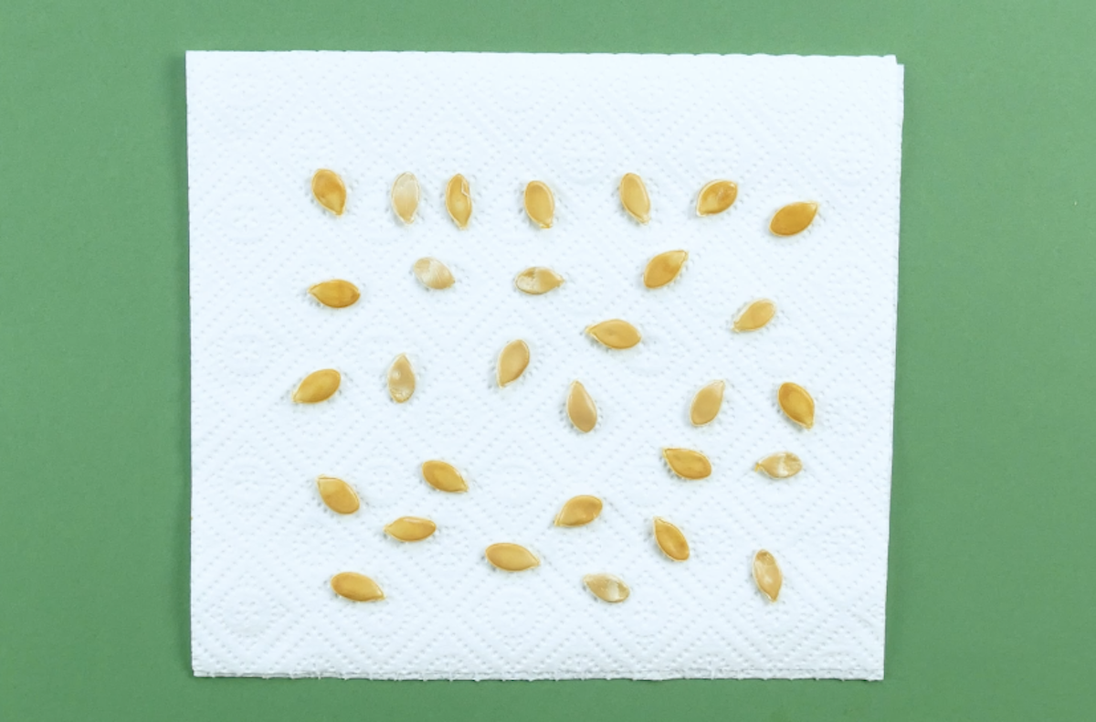 faire sécher les graines de citrouille 