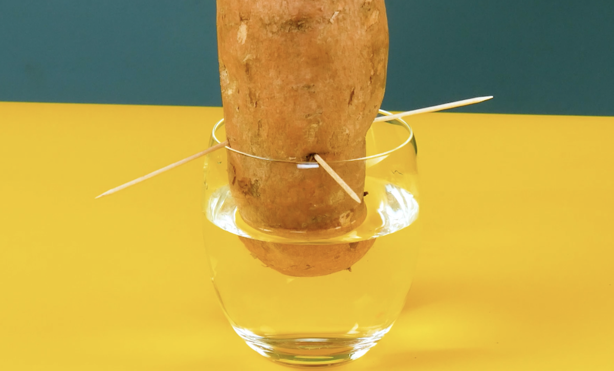 faire tremper la patate dans un verre d'eau