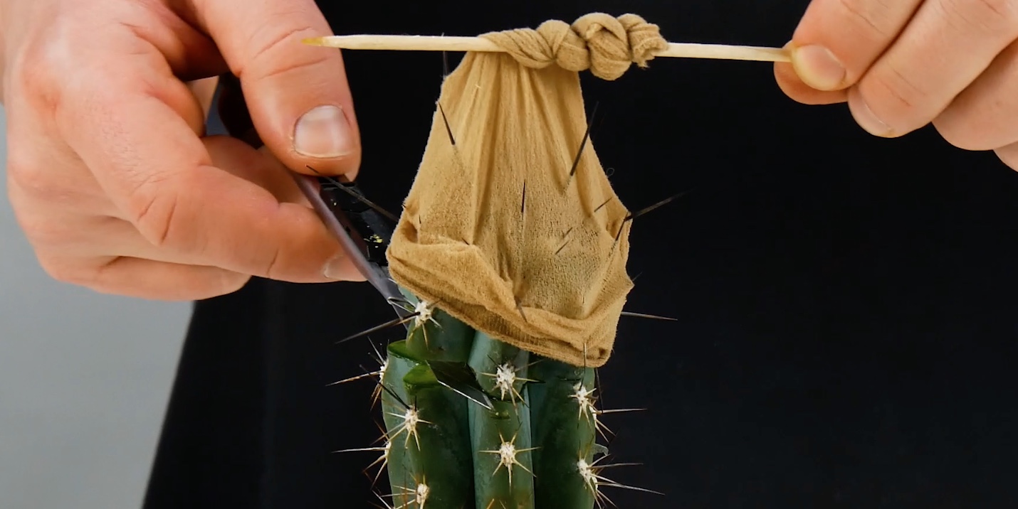 utiliser un collant pour couper un morceau de cactus