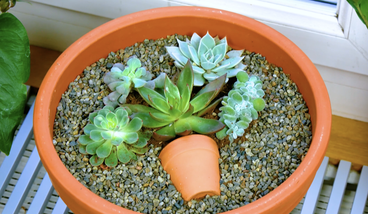 Tableau de succulentes dans un pot de fleurs